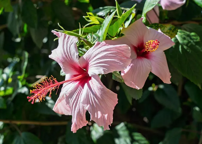 Mamuthones 奥罗塞伊